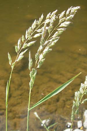 Phalaris arundinacea \ Rohr-Glanzgras / Red Canary Grass, D Idar-Oberstein 3.6.2011