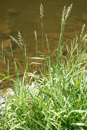 Phalaris arundinacea \ Rohr-Glanzgras / Red Canary Grass, D Idar-Oberstein 3.6.2011