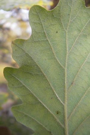 Quercus pubescens \ Flaum-Eiche / White Oak, D Schwetzingen, Schloßpark 13.11.2011