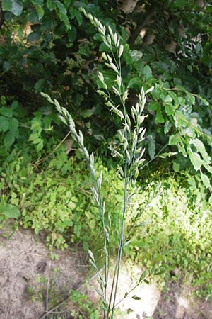 Festuca arundinacea, Tall Fescue Festuca arundinacea, Tall Fescue