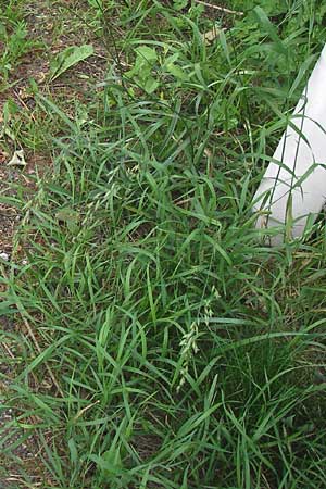 Festuca arundinacea \ Rohr-Schwingel / Tall Fescue, D Lobbach-Waldwimmersbach 21.6.2013