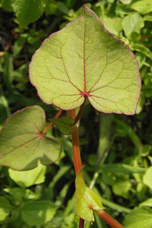 Fagopyrum esculentum \ Echter Buchweizen / Buckwheat, D Mannheim 1.7.2013