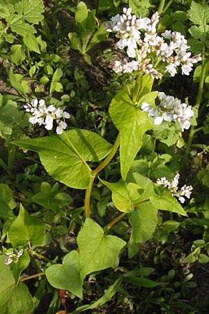 Fagopyrum esculentum \ Echter Buchweizen / Buckwheat, D Mannheim 1.7.2013