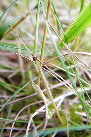 Festuca rubra agg. \ Gewhnlicher Rot-Schwingel / Creeping Red Fescue, D Mannheim 26.5.2014