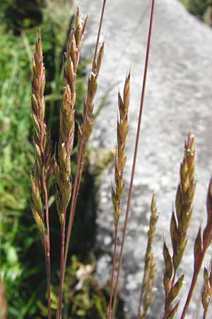 Festuca ovina agg. \ Schaf-Schwingel / Sheep Fescue, D Eining 13.6.2014