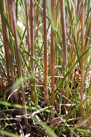 Festuca ovina agg. \ Schaf-Schwingel / Sheep Fescue, D Eining 13.6.2014