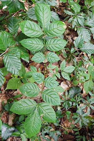 Fraxinus excelsior, Gewöhnliche Esche Fraxinus excelsior, Gewöhnliche Esche