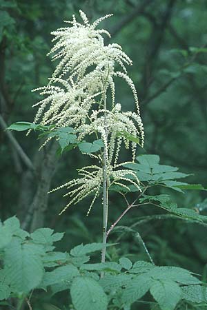 Aruncus dioicus \ Wald-Geibart, D Schwarzwald, Feldberg 1.7.2005