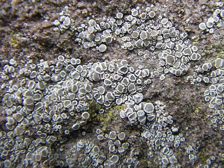 Lecanora spec1 ? \ Kuchenflechte, D Grünstadt 11.10.2009