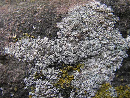 Lecanora spec1 ? \ Kuchenflechte, D Grünstadt 11.10.2009