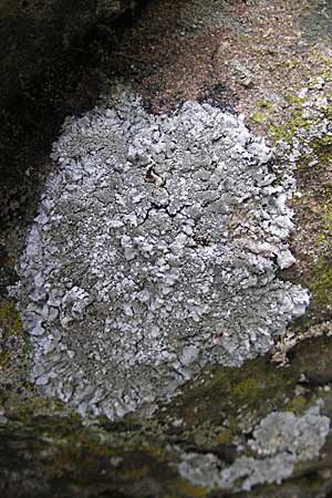 Parmelia saxatilis \ Felsen-Schl�sselflechte / Shield Lichen, D Bad D&uuml;rkheim 11.10.2009
