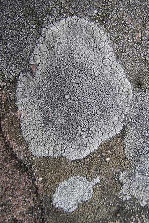 Aspicilia cinerea ? \ Hohlschild-Flechte / Rimmed Lichen, D Bad D&uuml;rkheim 11.10.2009