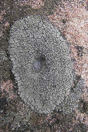 Aspicilia cinerea ? \ Hohlschild-Flechte / Rimmed Lichen, D Bad D&uuml;rkheim 11.10.2009