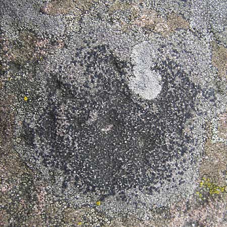 Aspicilia cinerea ? \ Hohlschild-Flechte / Rimmed Lichen, D Bad D&uuml;rkheim 11.10.2009