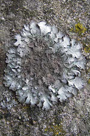 Parmelia saxatilis \ Felsen-Schl�sselflechte / Shield Lichen, D Bad D&uuml;rkheim 11.10.2009