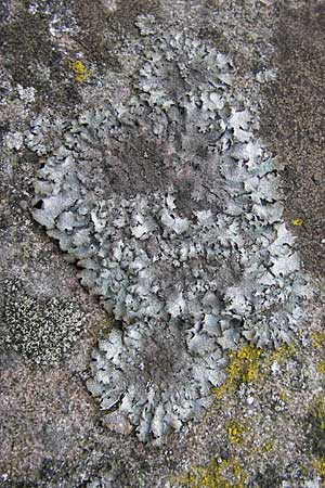 Parmelia saxatilis \ Felsen-Schl�sselflechte / Shield Lichen, D Bad D&uuml;rkheim 11.10.2009