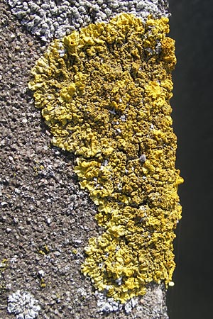 Xanthoria calcicola ? \ Gelb-Flechte / Yellow Lichen, D Gro&szlig;-Gerau 21.10.2009