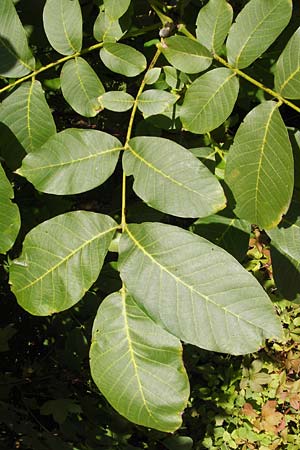 Juglans regia \ Echte Walnuss / Persian Walnut, D Altrip 30.9.2012