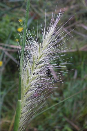 Cenchrus alopecuroides \ Japanisches Lampenputzer-Gras / Chinese Fountain Grass, D Bobenheim-Roxheim 4.9.2013