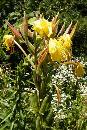 Oenothera coloratissima \ Tieffarbige Nachtkerze / Deep-Colored Evening Primrose, D Graben-Neudorf 19.7.2014