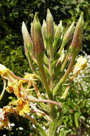 Oenothera coloratissima \ Tieffarbige Nachtkerze / Deep-Colored Evening Primrose, D Graben-Neudorf 19.7.2014
