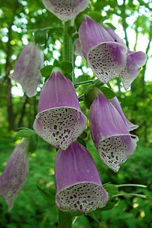 Digitalis purpurea, Foxgloves Digitalis purpurea, Foxgloves
