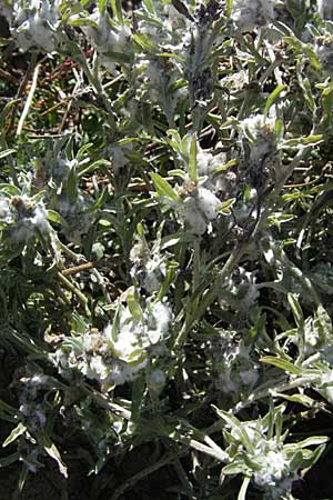 Gnaphalium uliginosum \ Sumpf-Ruhrkraut / Marsh Cudweed, D Waghäusel 9.9.2006