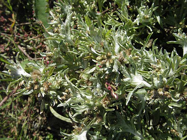 Gnaphalium uliginosum \ Sumpf-Ruhrkraut / Marsh Cudweed, D Waghäusel 9.9.2006