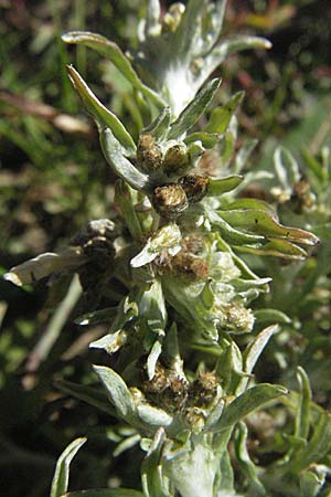 Gnaphalium uliginosum \ Sumpf-Ruhrkraut / Marsh Cudweed, D Waghäusel 9.9.2006