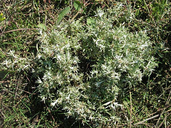 Gnaphalium uliginosum \ Sumpf-Ruhrkraut / Marsh Cudweed, D Waghäusel 9.9.2006