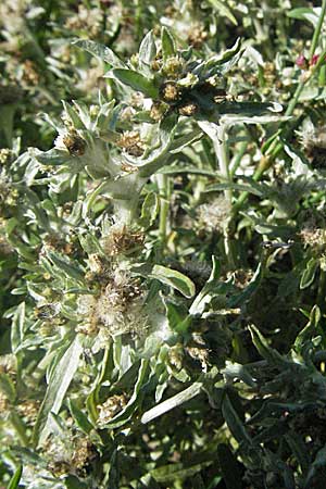 Gnaphalium uliginosum \ Sumpf-Ruhrkraut / Marsh Cudweed, D Waghäusel 9.9.2006
