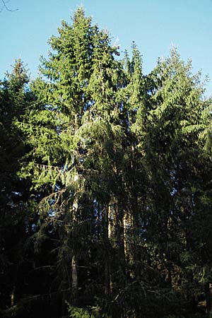 Picea abies \ Fichte, Rottanne / Norway Spruce, D Odenwald, Oberabtsteinach 16.4.2007