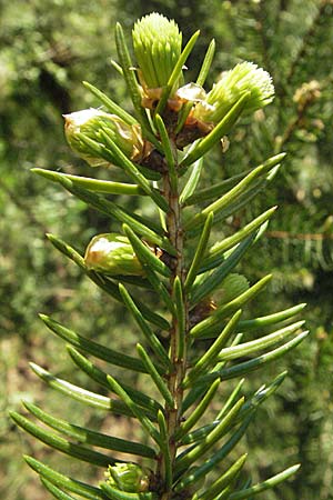 Picea abies \ Fichte, Rottanne / Norway Spruce, D Odenwald, Oberabtsteinach 16.4.2007