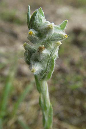 Filago germanica \ Deutsches Filzkraut / Common Cudweed, D Germersheim-Lingenfeld 28.7.2007