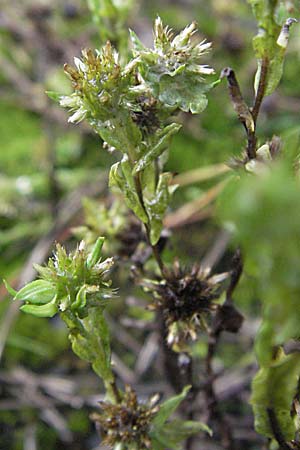 Filago germanica \ Deutsches Filzkraut / Common Cudweed, D Babenhausen 11.8.2007