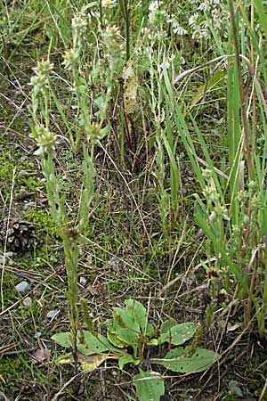 Filago germanica \ Deutsches Filzkraut / Common Cudweed, D Babenhausen 11.8.2007