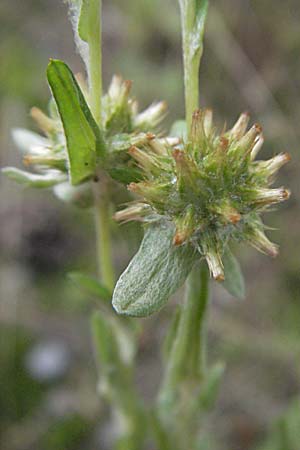 Filago germanica \ Deutsches Filzkraut / Common Cudweed, D Babenhausen 11.8.2007