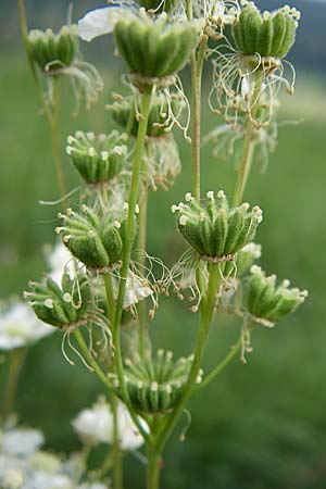 Filipendula vulgaris \ Knolliges Mdes, D Zeutern 29.5.2008