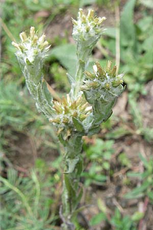 Filago germanica \ Deutsches Filzkraut / Common Cudweed, D Kaiserstuhl,  Vogtsburg 12.7.2008
