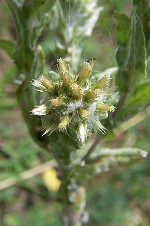 Filago germanica \ Deutsches Filzkraut / Common Cudweed, D Kaiserstuhl,  Vogtsburg 12.7.2008