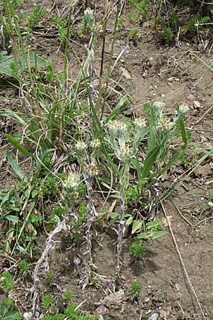 Filago germanica \ Deutsches Filzkraut / Common Cudweed, D Kaiserstuhl,  Vogtsburg 12.7.2008