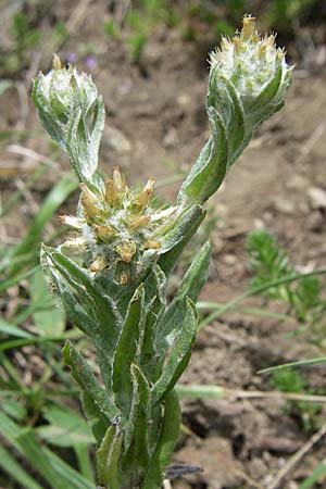 Filago germanica \ Deutsches Filzkraut / Common Cudweed, D Kaiserstuhl,  Vogtsburg 12.7.2008