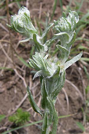 Filago germanica \ Deutsches Filzkraut / Common Cudweed, D Kaiserstuhl,  Vogtsburg 12.7.2008