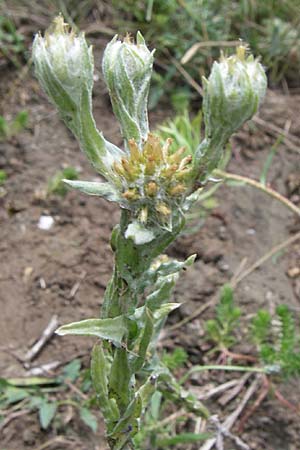 Filago germanica \ Deutsches Filzkraut / Common Cudweed, D Kaiserstuhl,  Vogtsburg 12.7.2008