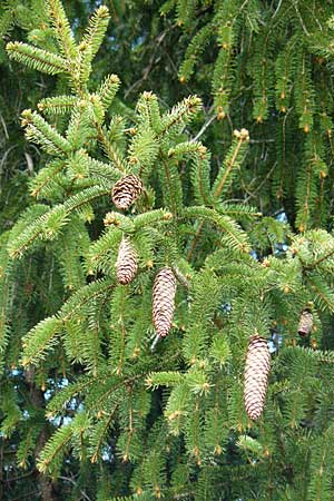 Picea abies \ Fichte, Rottanne / Norway Spruce, D Krumbach 8.5.2010