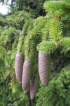 Picea abies \ Fichte, Rottanne / Norway Spruce, D Immenstadt 21.6.2011