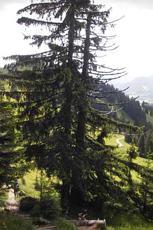 Picea abies \ Fichte, Rottanne / Norway Spruce, D Immenstadt 21.6.2011