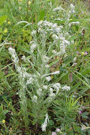 Filago germanica \ Deutsches Filzkraut / Common Cudweed, D Raunheim 29.6.2013