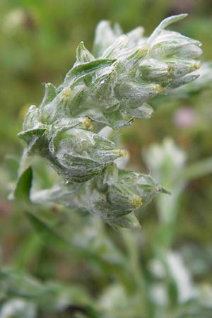 Filago germanica \ Deutsches Filzkraut / Common Cudweed, D Raunheim 29.6.2013