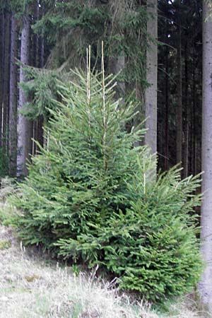 Picea abies \ Fichte, Rottanne / Norway Spruce, D Odenwald, Finkenbach 20.3.2014
